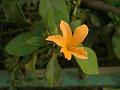 Porcupine Flower
